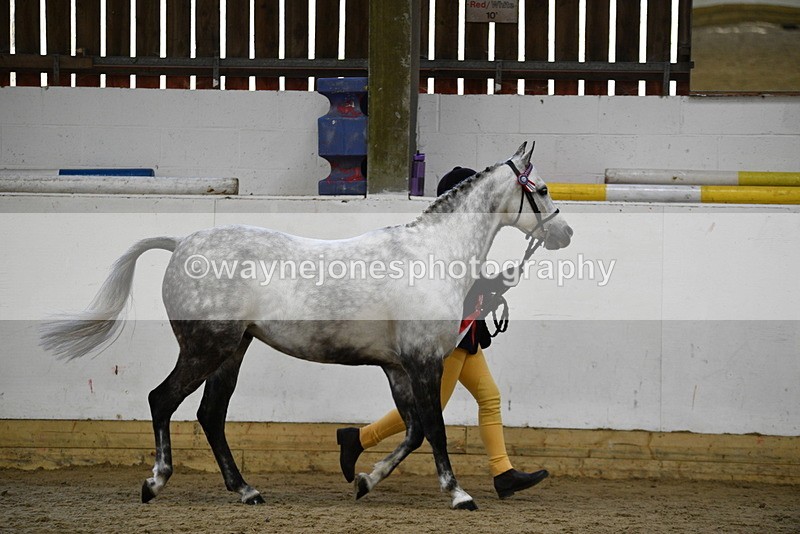 WJ5_5734 - Morning in hand Championship