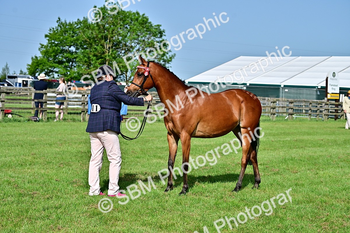 SBM_01097 - Class 46-49 - Arab and Part Bed-Anglo Arab In Hand