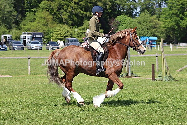 IMG_4357 - Working Hunter