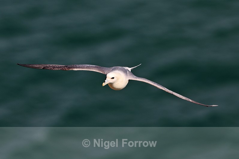 Fulmar in flight along the cliffs at Durlston - Fulmar
