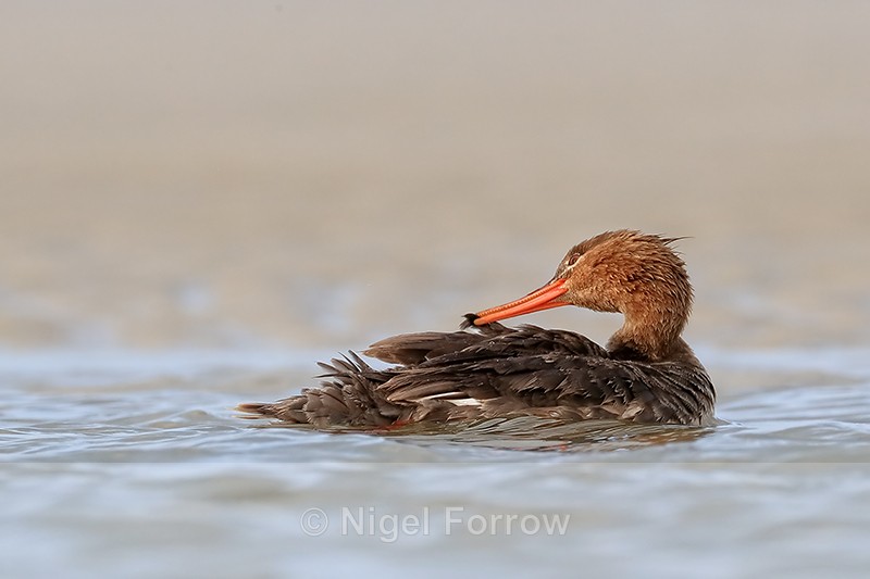 Red-breasted Merganser preening feather, Fort De Soto, Florida - Red-breasted Merganser