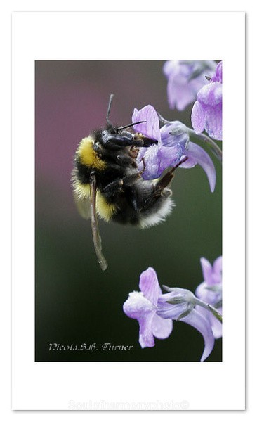 White tailed Bumble Bee - Invertebrate's Macro