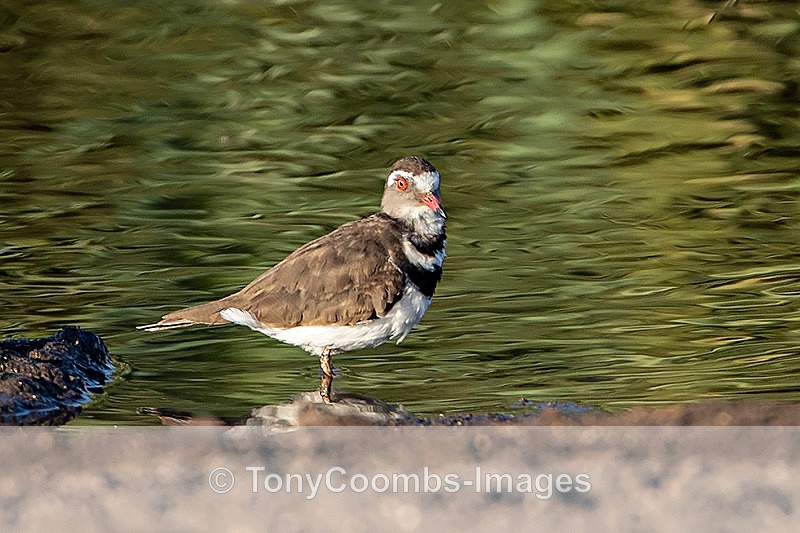 Three-banded Plover - Etosha National Park ~ Birds