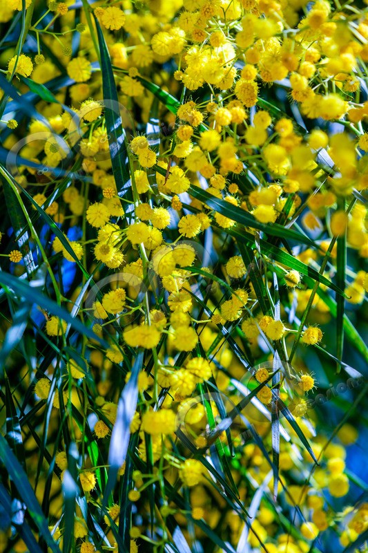 acacia-1068 - Plants and trees
