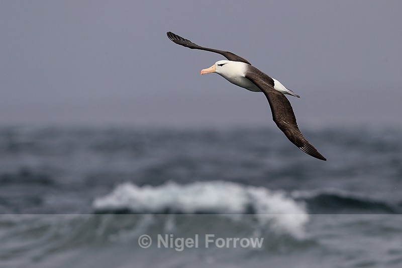 Black-browed Albatross rises over wave, Falklands - Black-browed Albatross