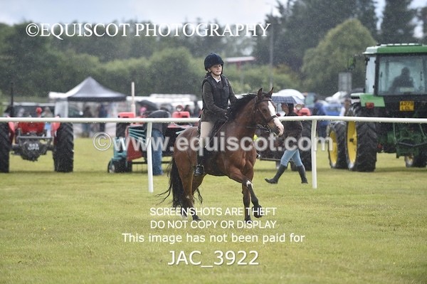 JAC_3922 - 55cm WORKING HUNTER