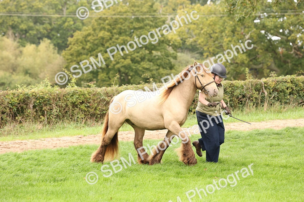 SBM_59289 - S57 - Traditional Cob In Hand
