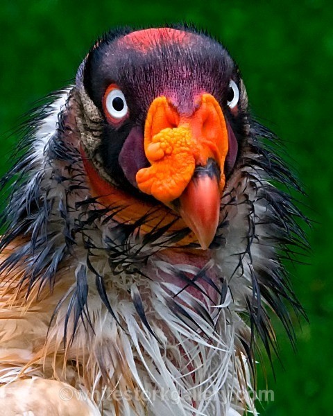 King Vulture - Wildlife and Animals