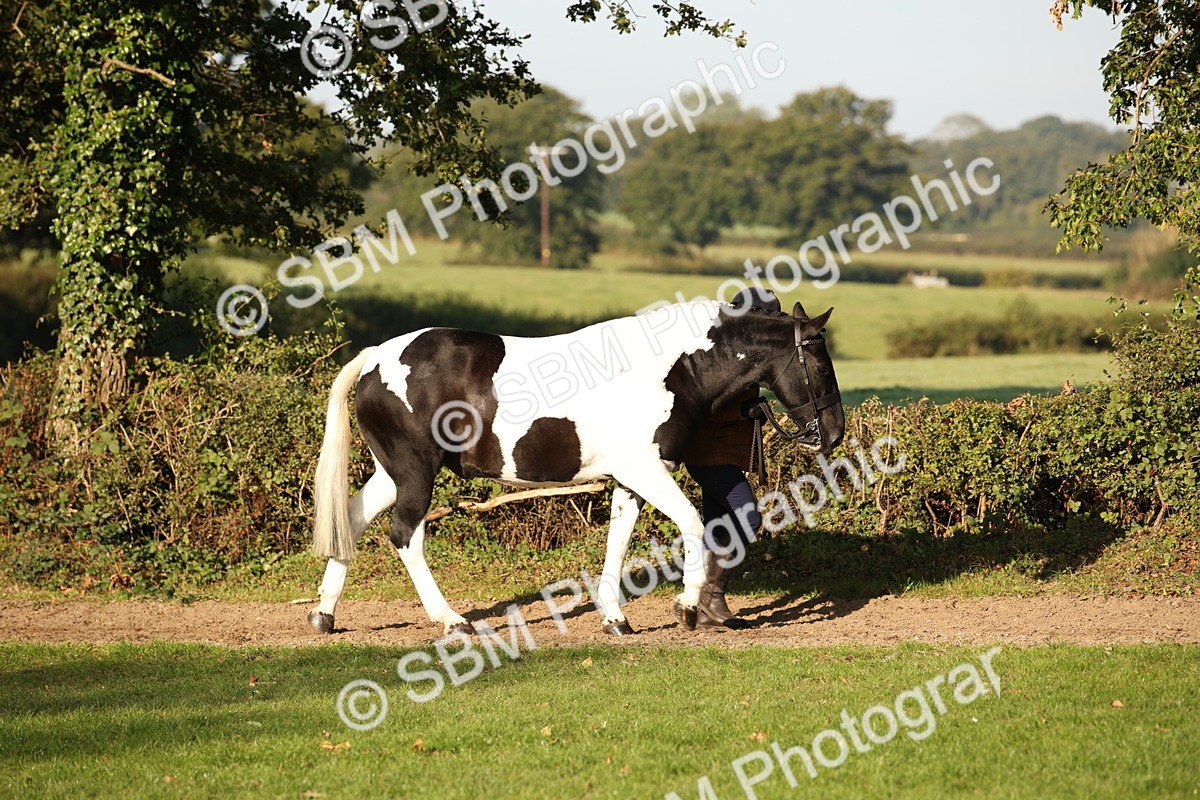SBM_58649 - S51 - Piebald & Skewbald Horse In Hand