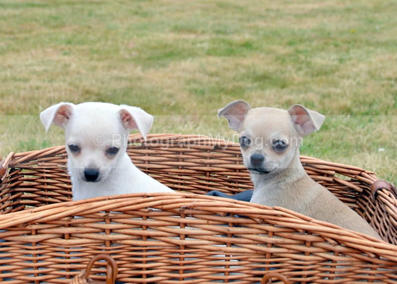 - Chihuahuas