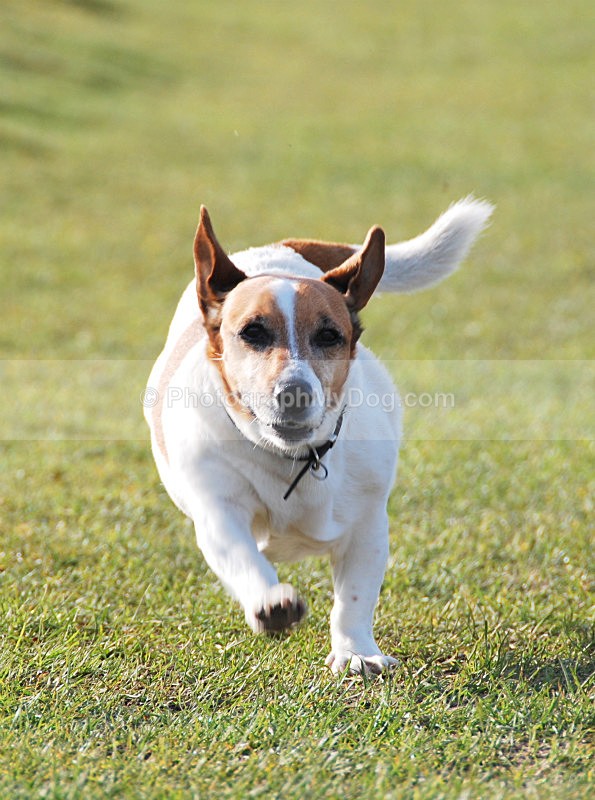 - Jack Russell Terriers