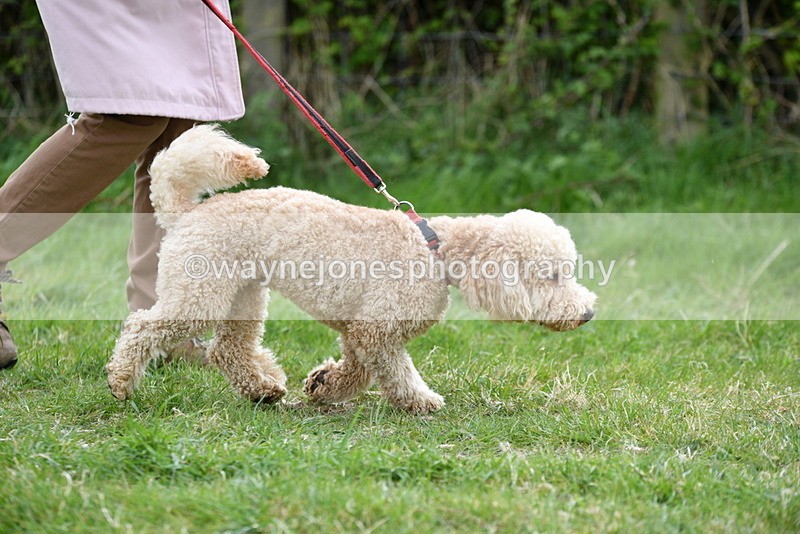 WJ5_9147 - Class 1 Best Cross Breed / Heniz 57