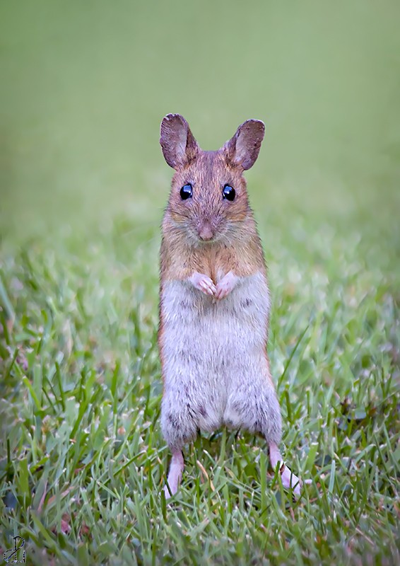 Wildlife photography by Diana Uzun