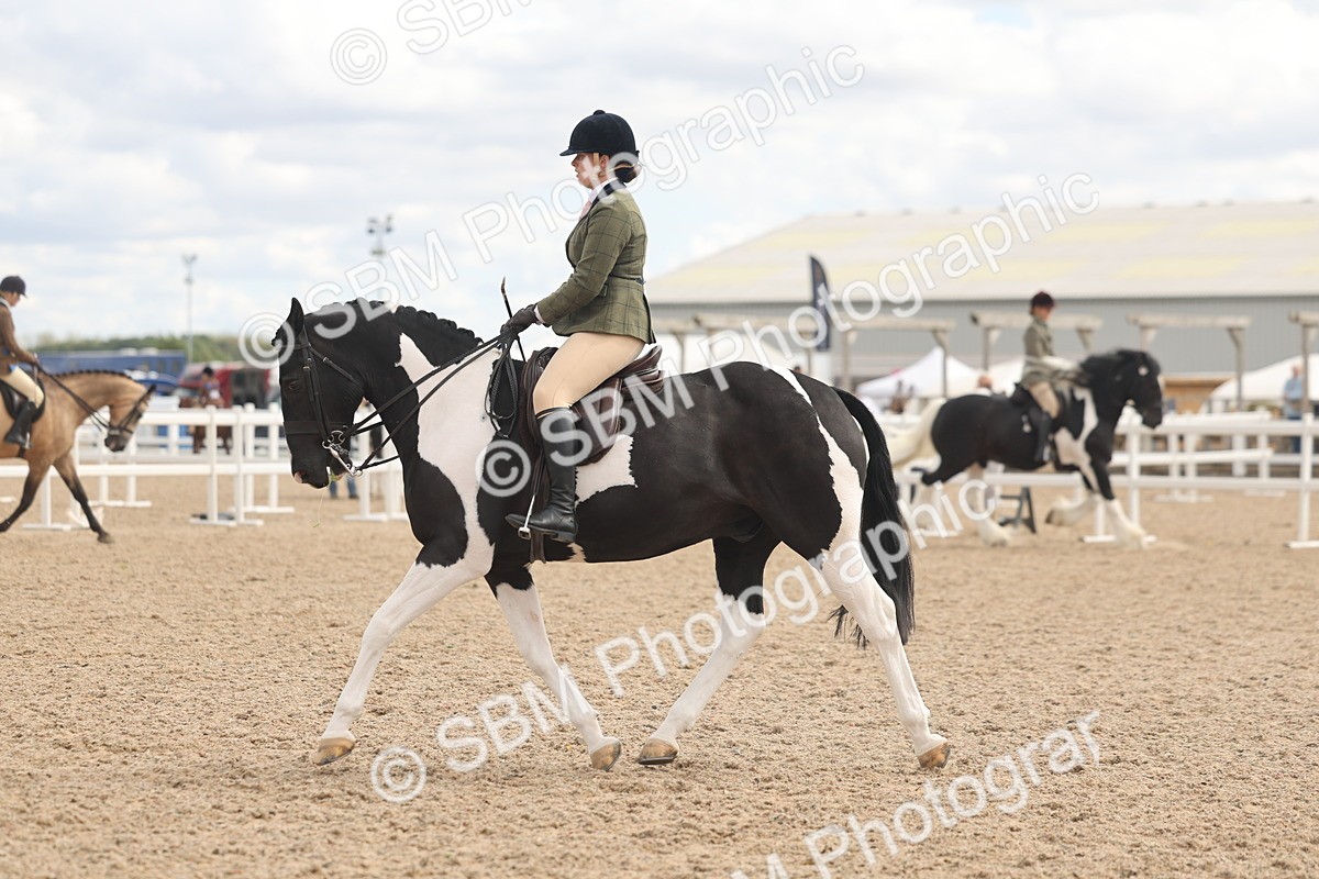 SBM_14763 - Class 308 - Ridden Coloured Horse