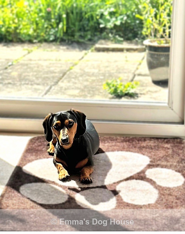  - Pawtraits