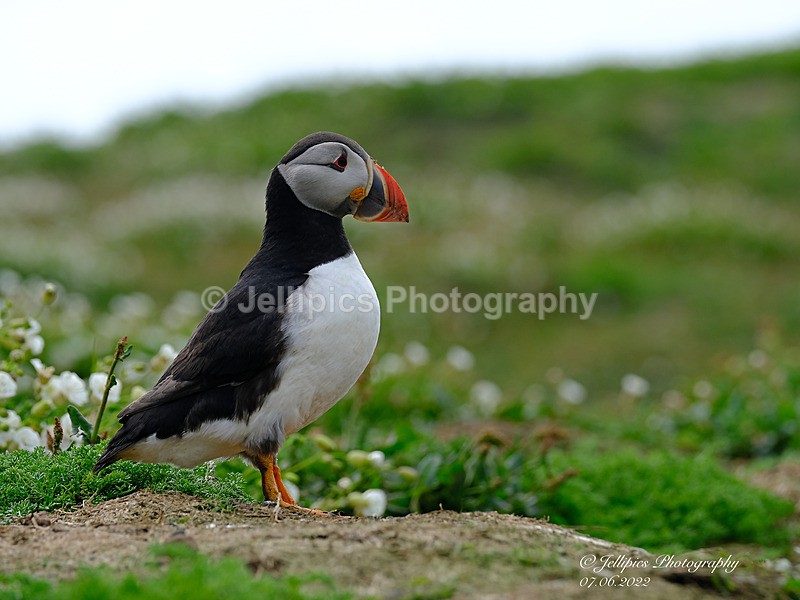  - Wildlife and Nature