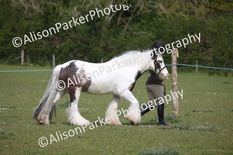 20260426-3259 - Class 27 - Coloured Horses and Ponies