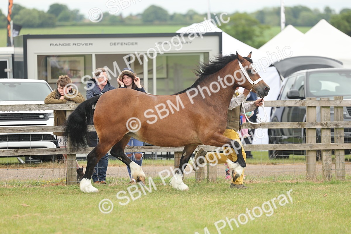 SBM_04966 - Class 50-57 - M&M Welsh Pony In Hand