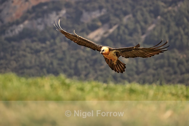 Lammergeier on final landing approach, Catalonia, Spain - Lammergeier