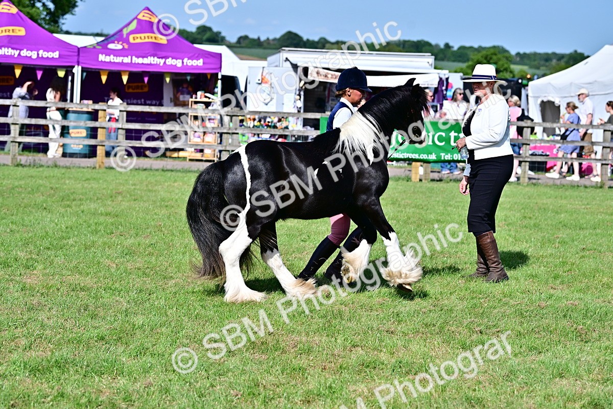 SBM_10011 - Class 63-65 - Traditional Gypsy Cobs In Hand & Ridden
