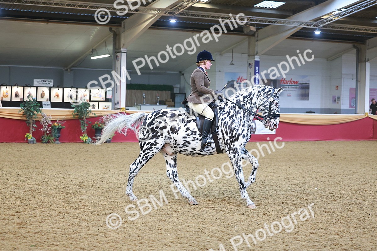 SBM_12505 - Class 103 - HOYS Veteran Qualifier - Ridden Pre Vet