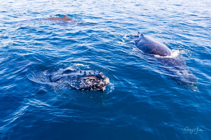 _16A1531 - 2024 Hervey Bay Whales