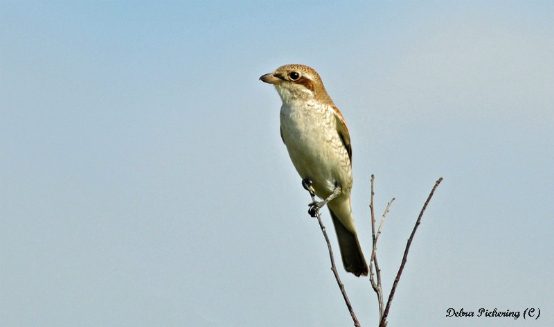 Red-backed Shrike - Birds