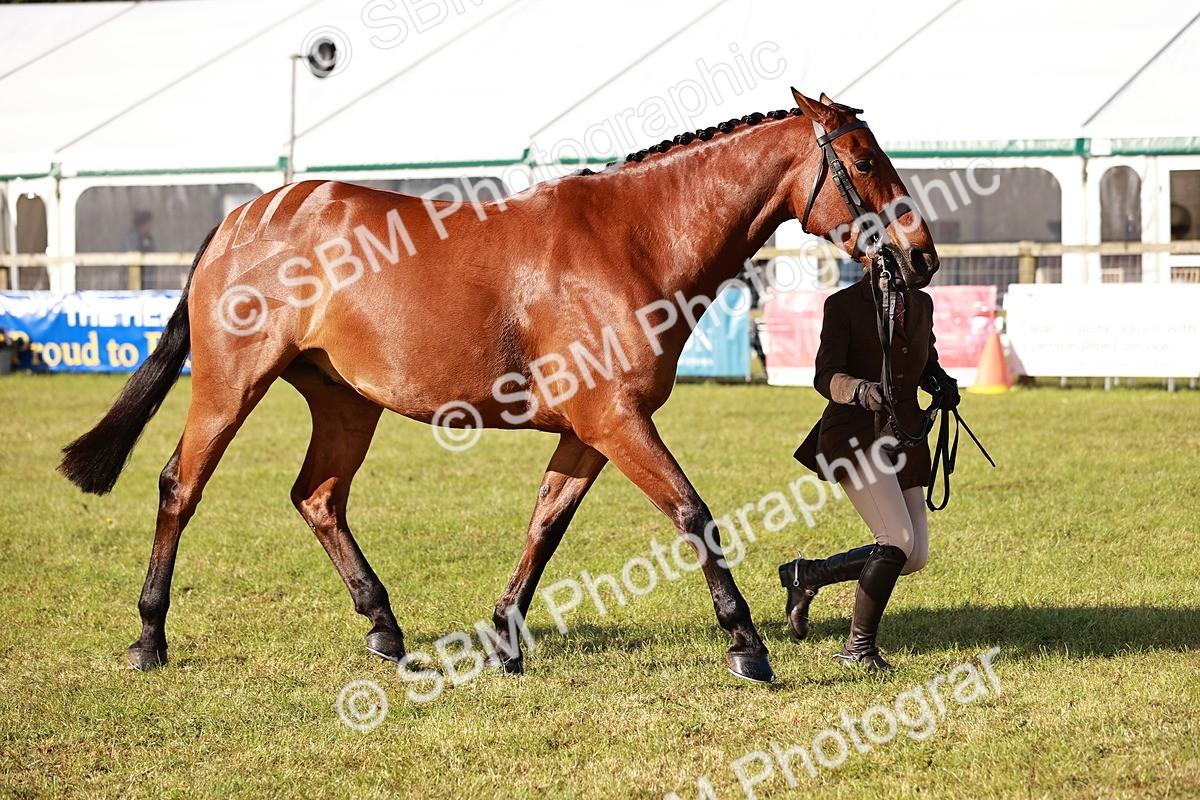 SBM_10805 - Class 81-84 - RIHS Ridden hunters Inc Ladies Hunter