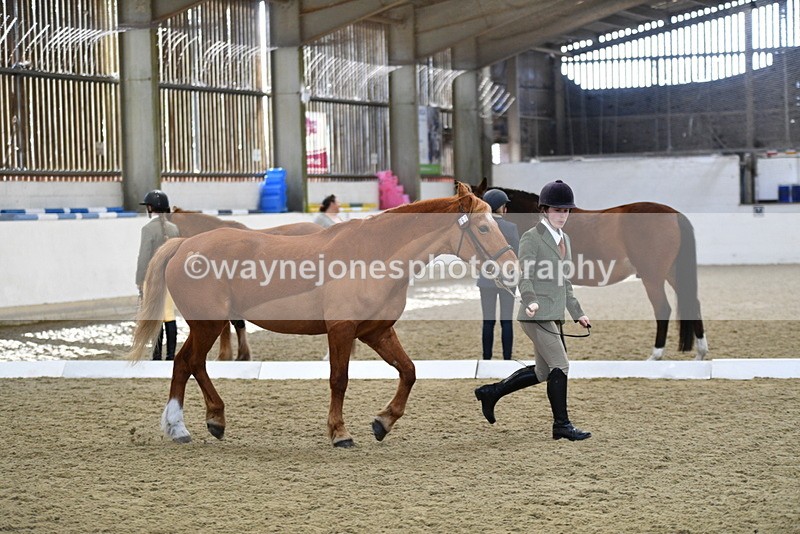 WJ5_4401 - Class 6 In hand M&M - Large Breeds