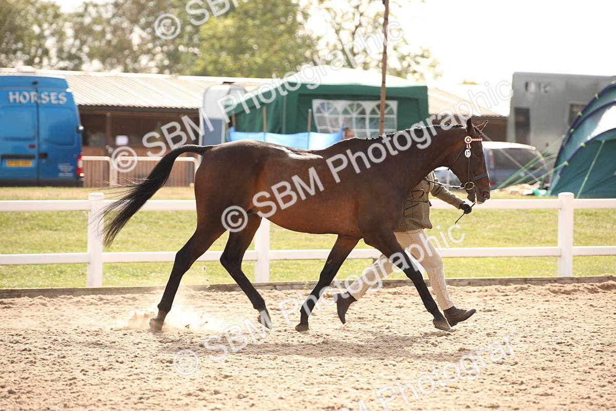 SBM_08186 - Class 27 - IH Competition Horse-Pony