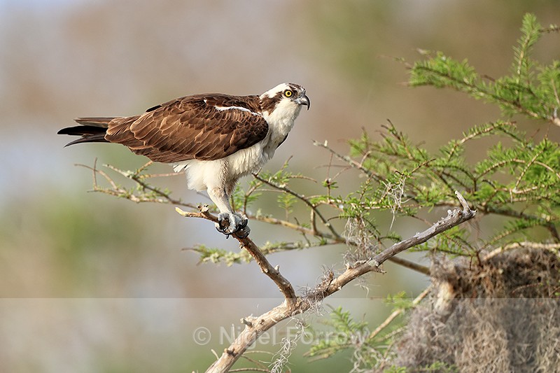 Osprey side view in tree, Blue Cypress Lake, Florida - Osprey