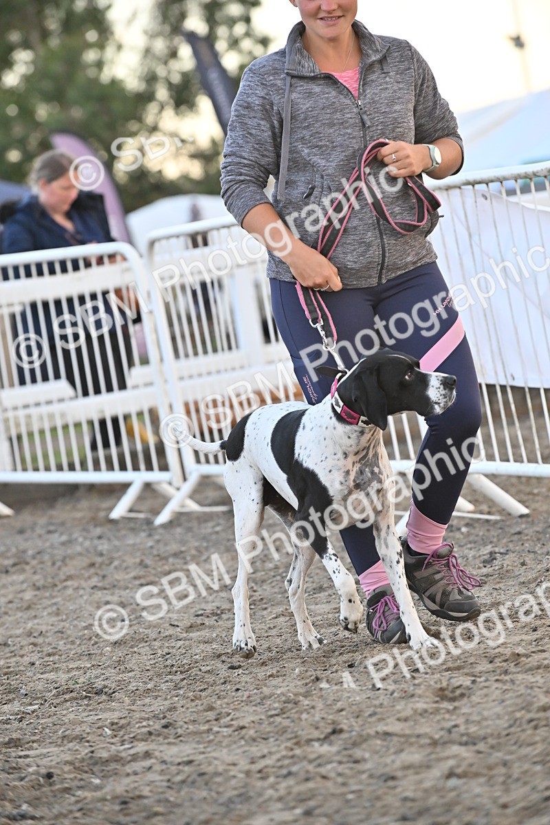 SBM_09565 - Lorry Dogs