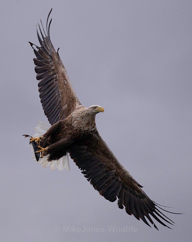 WHITE TAILED EAGLE, ISLE OF MULL, SCOTLAND - THE WHITE TAILED EAGLES GALLERY. Images of the British Sea Eagle