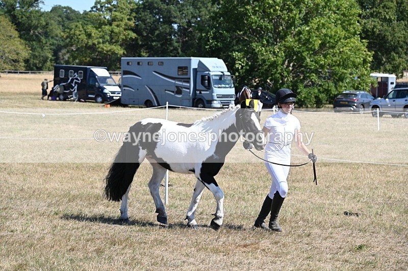 WJ6_8597 - Class 37b Best Loan Pony In-hand