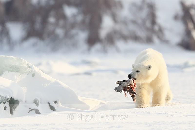 Polar Bear cub with Fulmar, Svalbard, Norway - Polar Bear