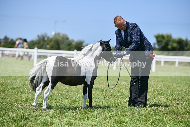 DSC_7280 - Miniature Horse Championship
