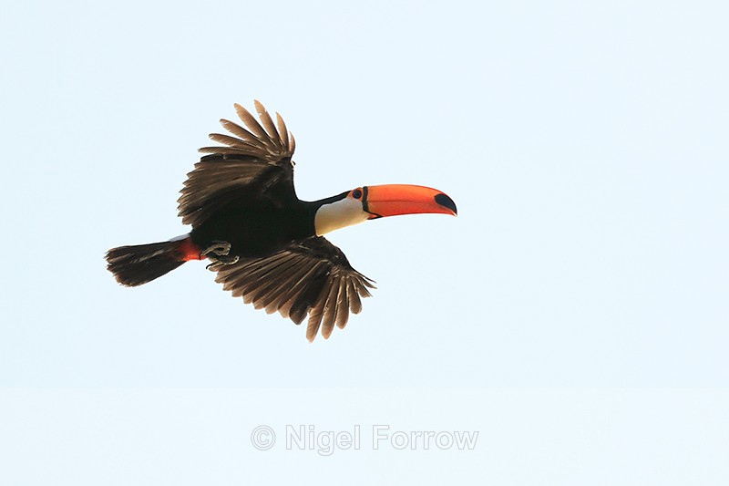Toco Toucan flying, wings outstretched, Corixa Tres Imaos, Brazil - Toco Toucan