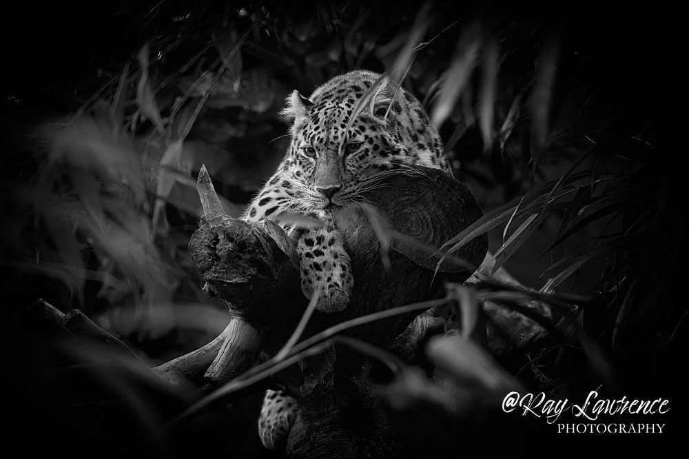 Jus' Chillin' RLP_0508bw - Wildlife - Other