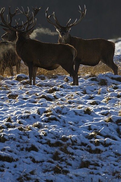 RED DEER ref rd 10a - THE DEER IN WINTER
