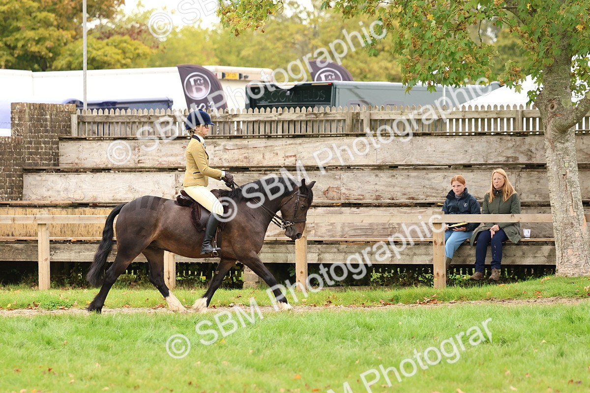 SBM_59959 - S36 - Rehabiliated Rescue Horse & Pony In Hand & Ridden