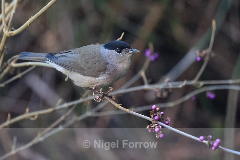 Blackcap (male) on Callicarpa bush, Oxfordshire - Eurasian Blackcap