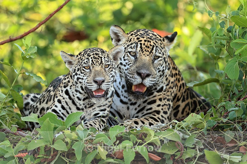 Two Jaguars, cub with mother, Rio Sao Lourenco, Mato Grosso, Brazil - Jaguar