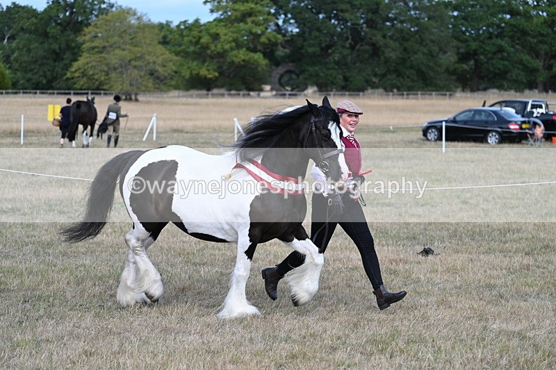 WJ7_8449 - In-hand Championship