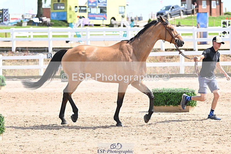 240717A-151540-02693 - Trot Up 3pm to 4pm