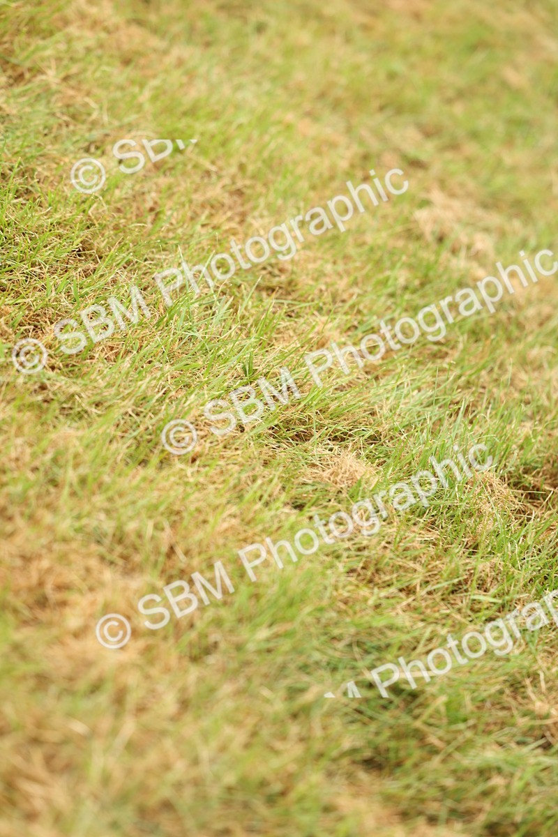 SBM_02241 - Class 50-57 - M&M Welsh Pony In Hand