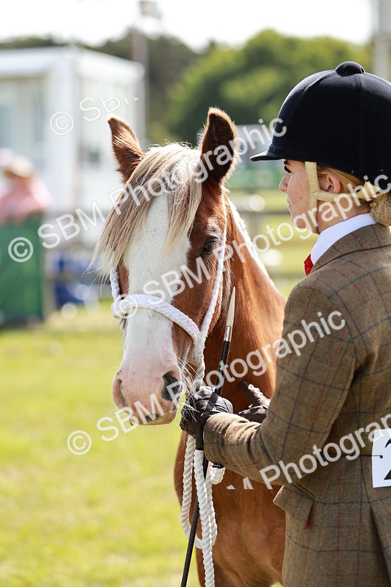 SBM_08663 - Class 63-65 - Traditional Gypsy Cobs In Hand & Ridden