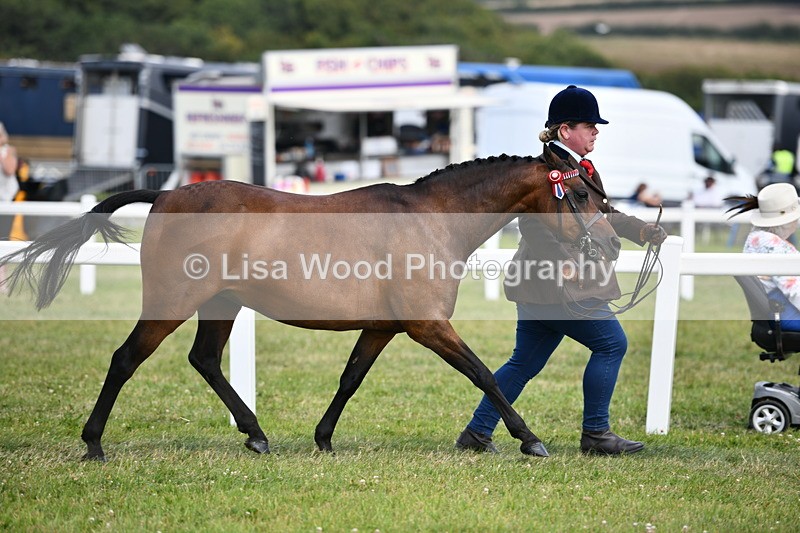 DSC_8441 - Class 69: Pure, Anglo & Part Bred In Hand Arab