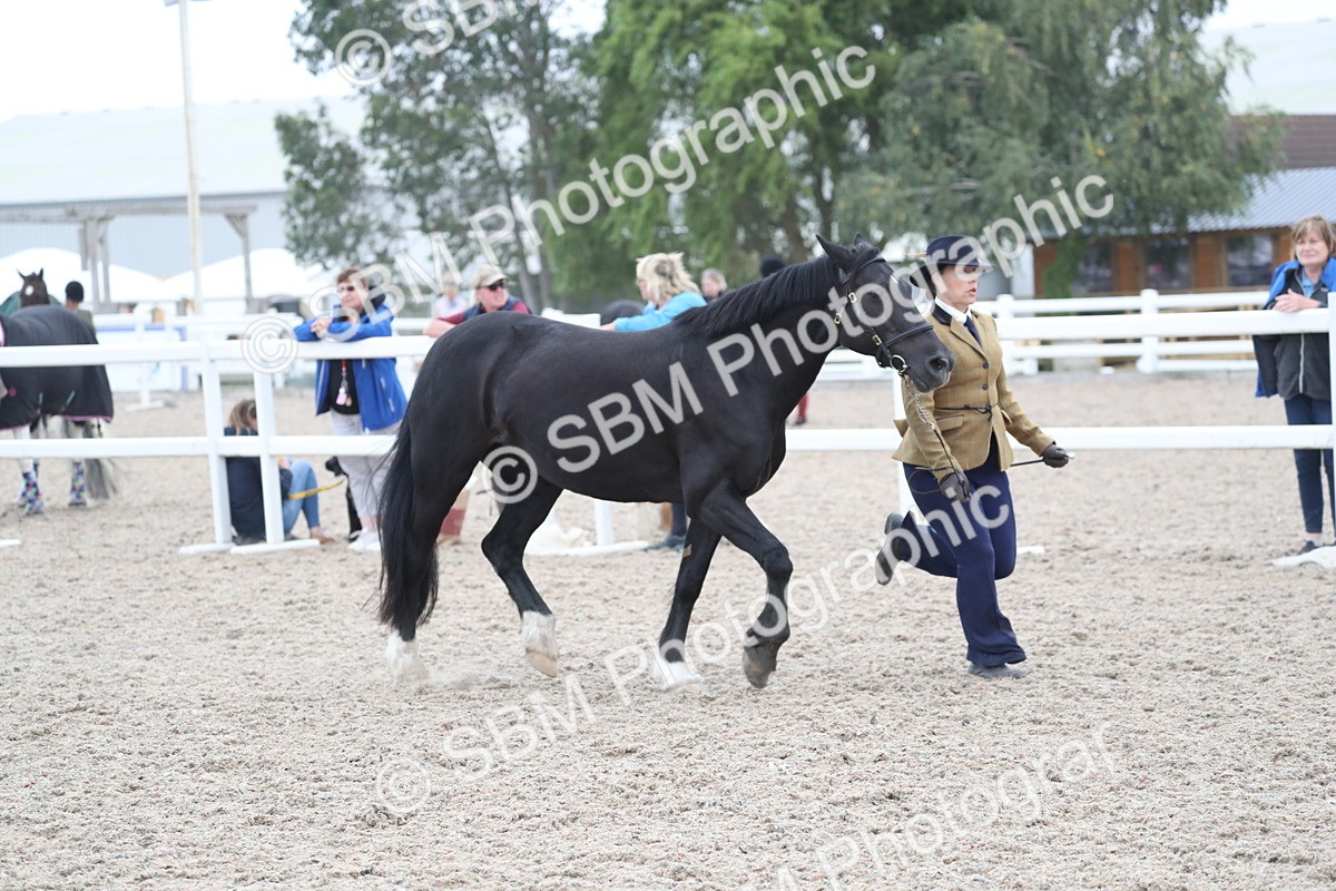 SBM_17962 - Class 317 IH Pure bred Horse/Pony
