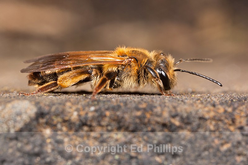 Andrena bucephala (f) - Andrena bucephala
