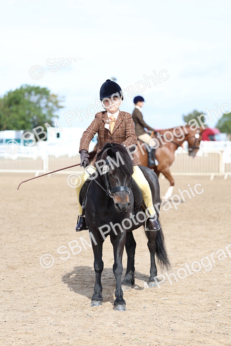 SBM_01918 - Class 18 - Handsomest Gelding - IH or Ridden